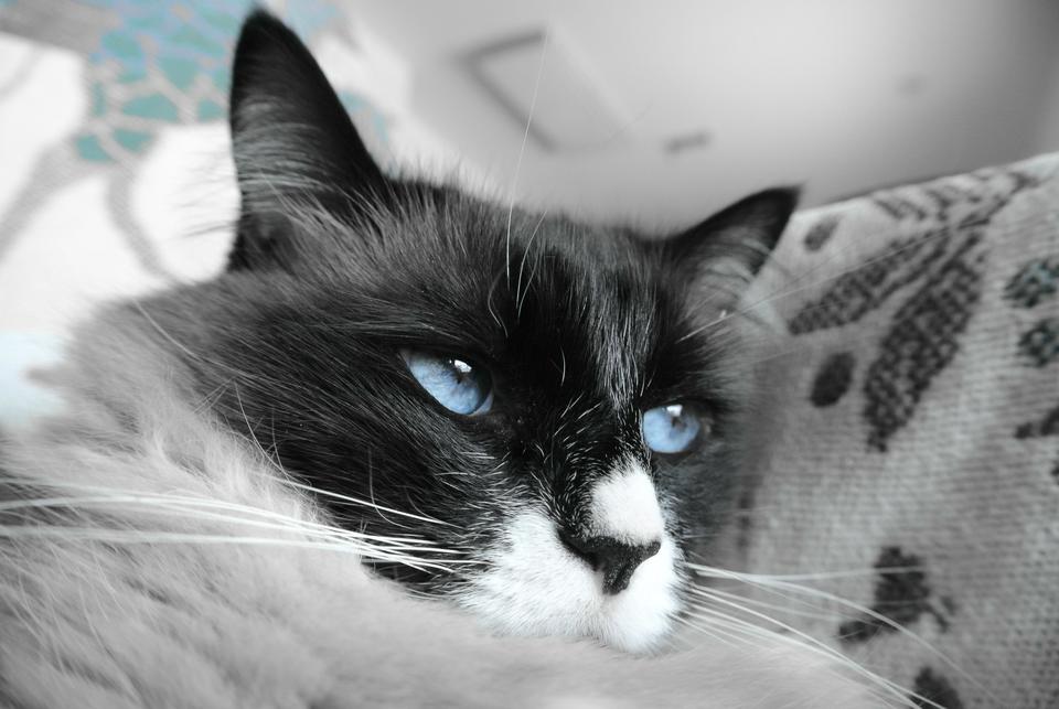 Biserica Ortodoxă Română nu a avut în proprietate robi țigani